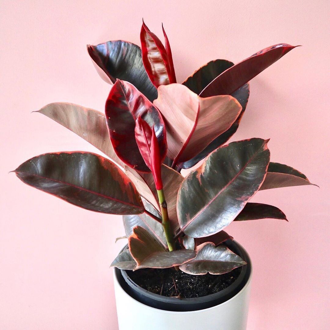 Rubber Plant (Ficus elastica)